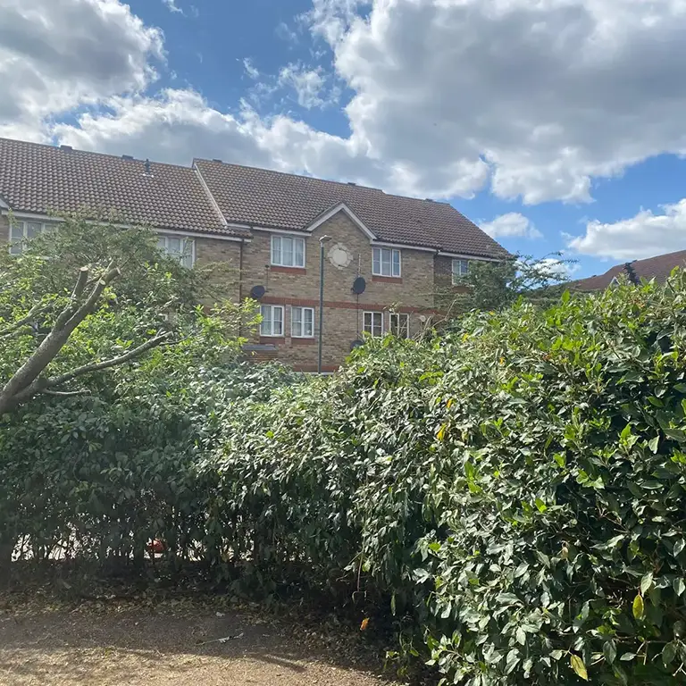 hedge trimming in woolwich