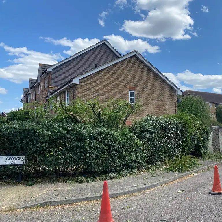 hedge trimming in woolwich
