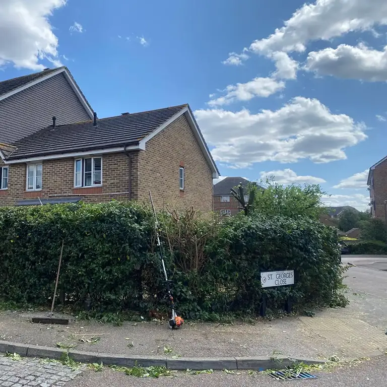 Tree and Hedge Trimming in Woolwich