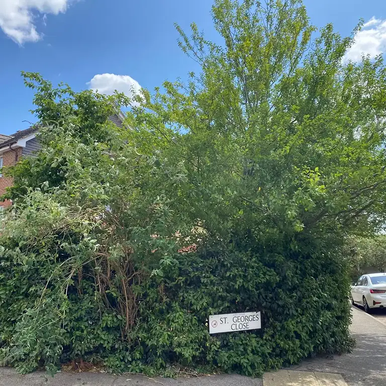 hedge trimming in woolwich