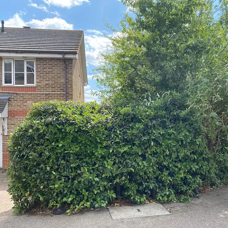 Tree and Hedge Trimming in Woolwich