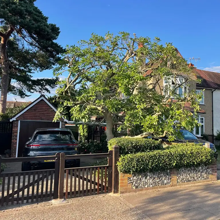 Magnolia tree reduction in Orpington kent