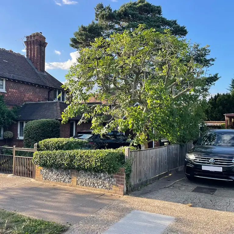 Magnolia Tree Reduction in Orpington Kent
