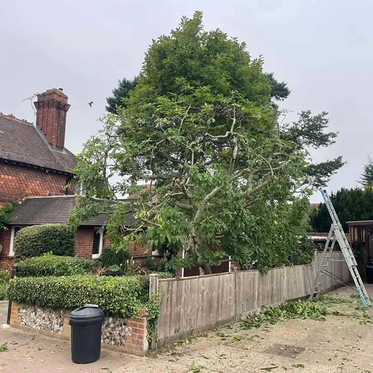 Magnolia tree reduction in Orpington kent