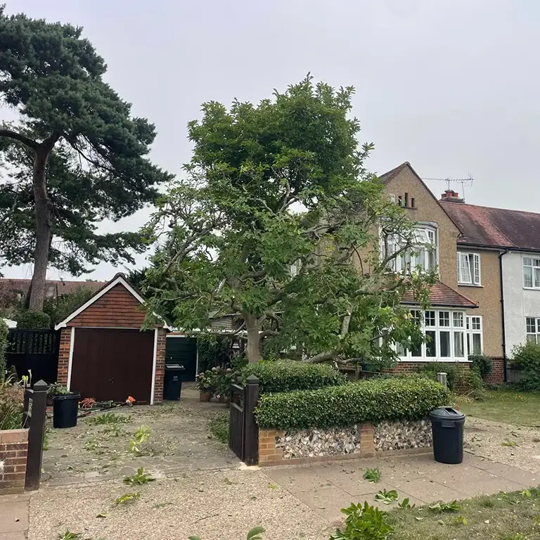 Magnolia tree reduction in Orpington kent