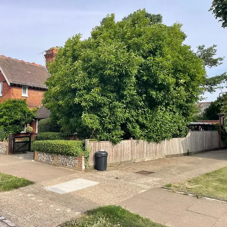 Magnolia tree reduction in Orpington kent