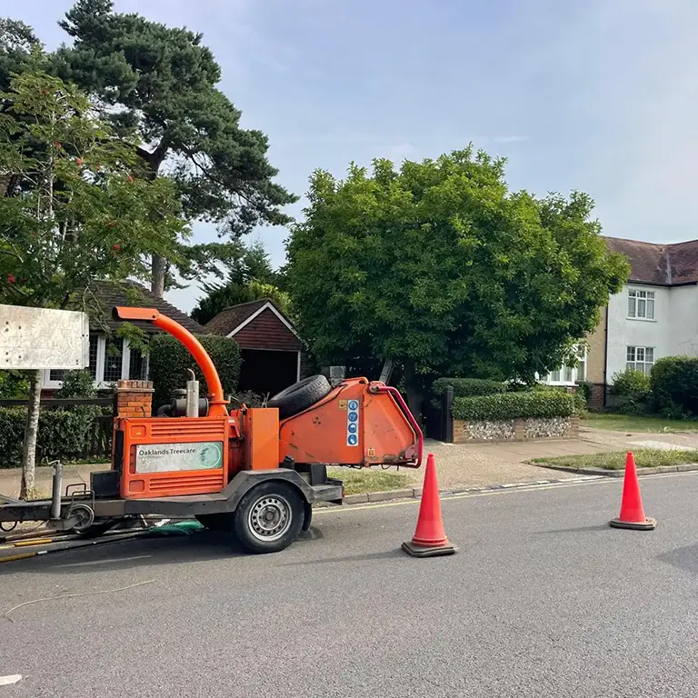 Magnolia tree reduction in Orpington kent