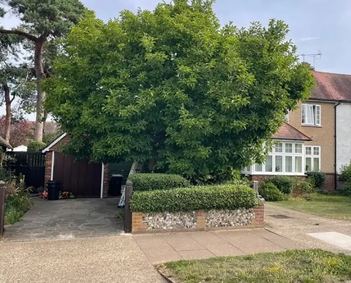 Magnolia Tree Reduction in Orpington Kent