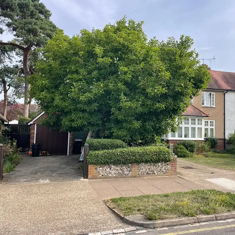 Magnolia Tree Reduction in Orpington Kent